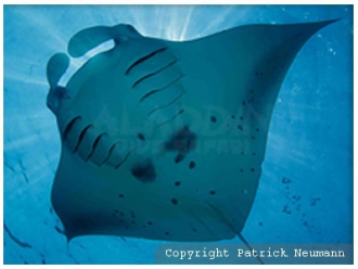 Manta rays