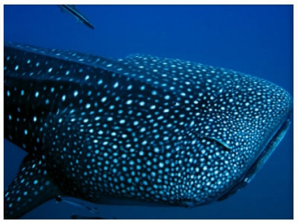 Whale sharks