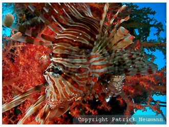 Lion fishes